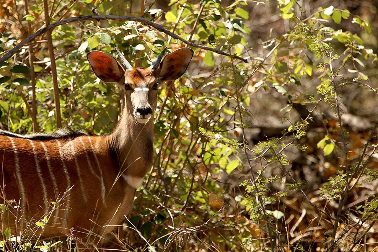 Soul Of Africa Lodge Thabazimbi Exteriér fotografie